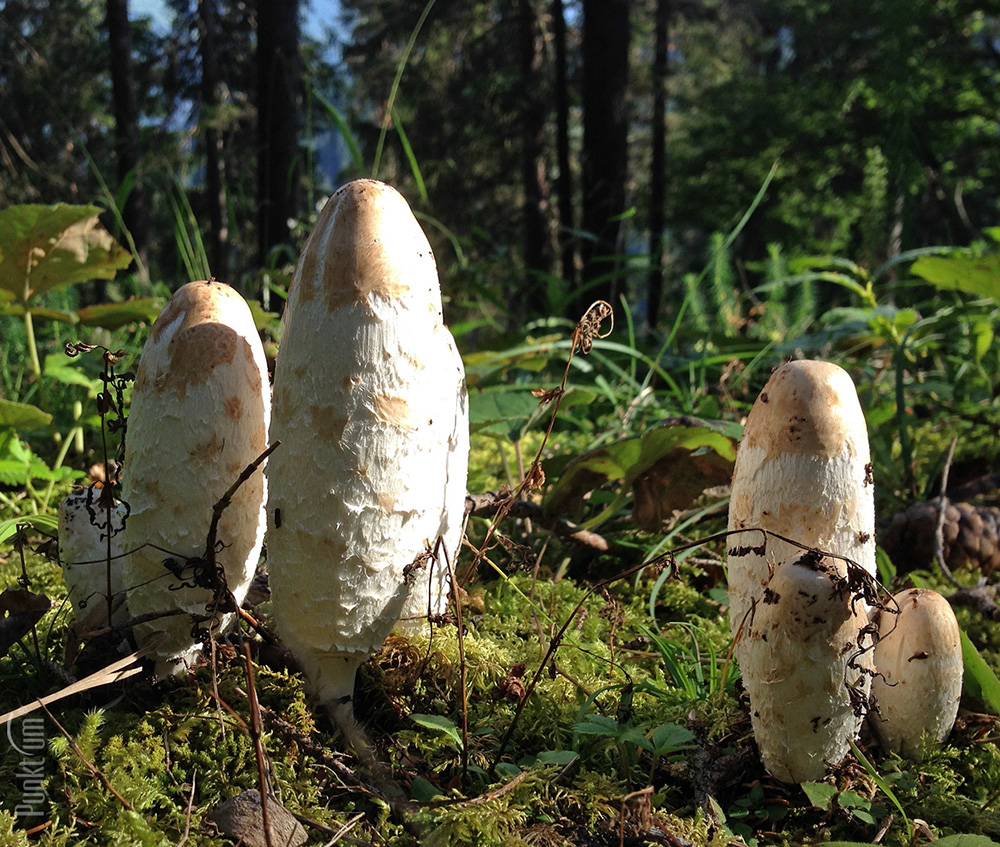 Pilze sind Vitamin D Speicher