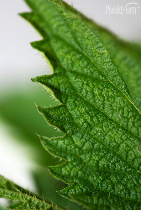 Das Kraut enthält Proteine, Vitamine und ist reich an Mineralstoffen.